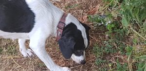 Roxy sniffing on a solo dog walk