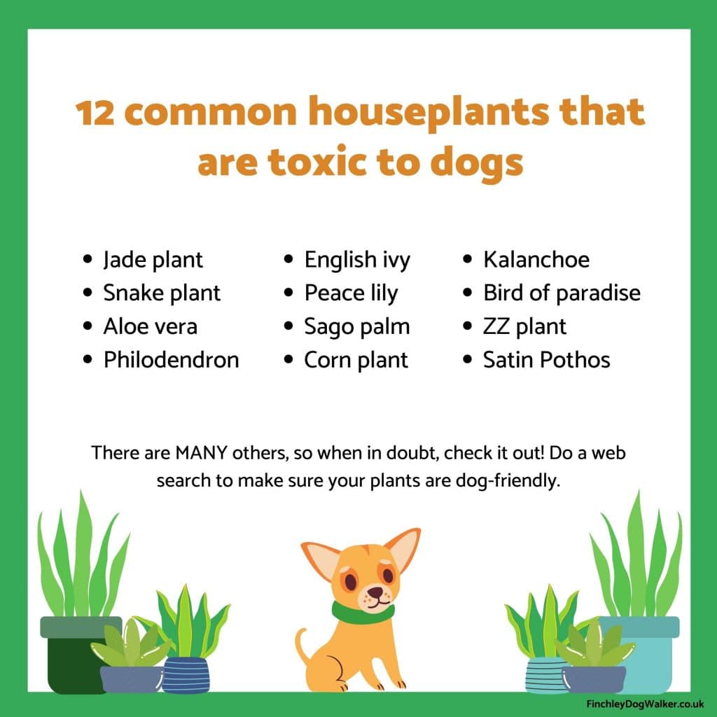 Copy-of-12-common-houseplants-that-are-toxic-to-dogs-1024x1024 Pet Proofing Your Home