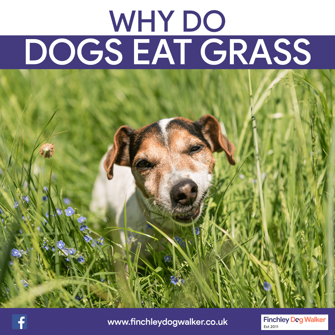 Why-do-Dogs-Eat-Grass1 Why do Dogs Eat Grass