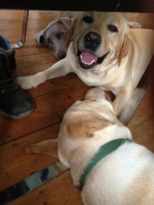 Stamford and Morrisey the Labrafors