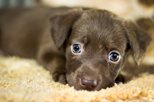 dog-2911444_640 How to Find a Lost Dog: A Comprehensive Guide to Reuniting with Your Pet