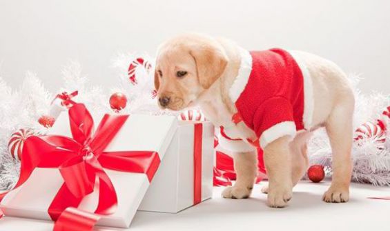 dog-christmas How to treat your dog this Christmas