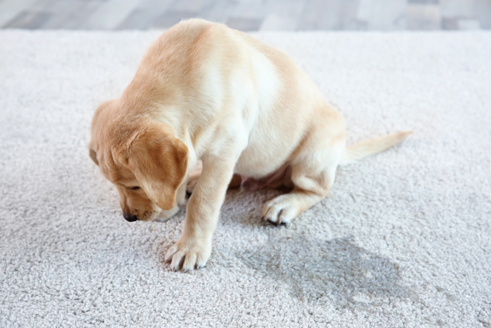 Depositphotos_169311472_s-2019 Tried and tested ways to remove dog urine from your flooring and upholstery