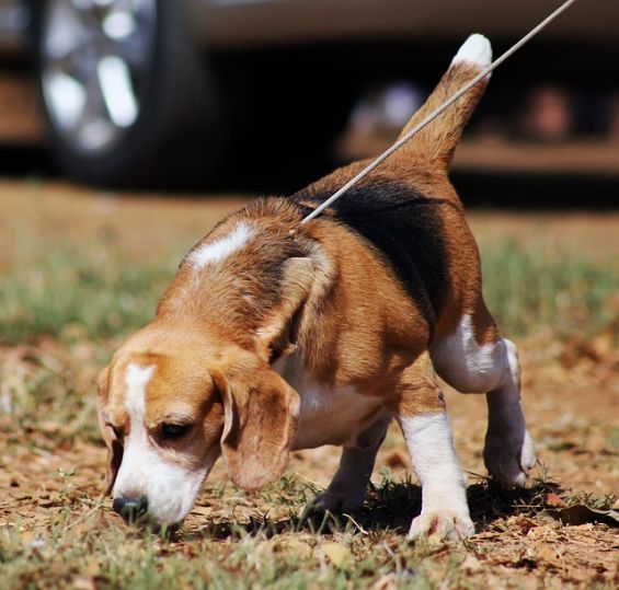 dog-walking Why dog walking is so good