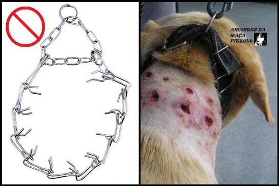 Pinch / Prong collars – the truth about them and their use ...