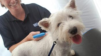 1232711281188_ExtraLarge1381 The importance of dog tags and micro chipping