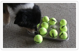 muffin-tin-game-for-dogs Ditch the bowel at Mealtimes