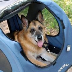 senior-dog-in-dog-stroller How to entertain and exercise an elderly dog