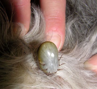 how long will a tick stay on a dog uk