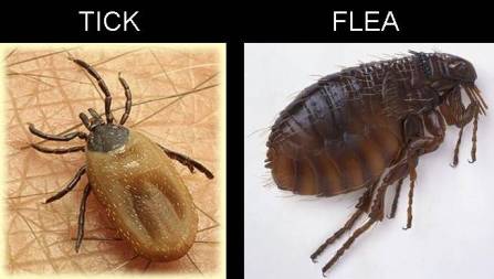 flea_tick Ticks and fleas on dogs