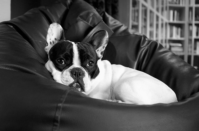 21b47a36c81c7f85555c181c_6401 Doggy Babysitting