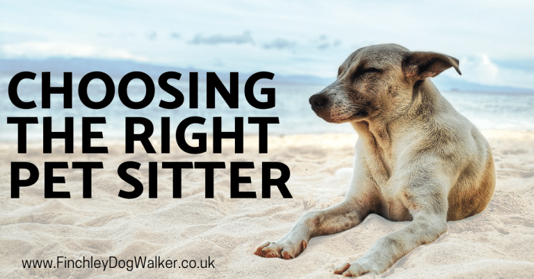 What To Do With Your Dog When You Go On Holiday