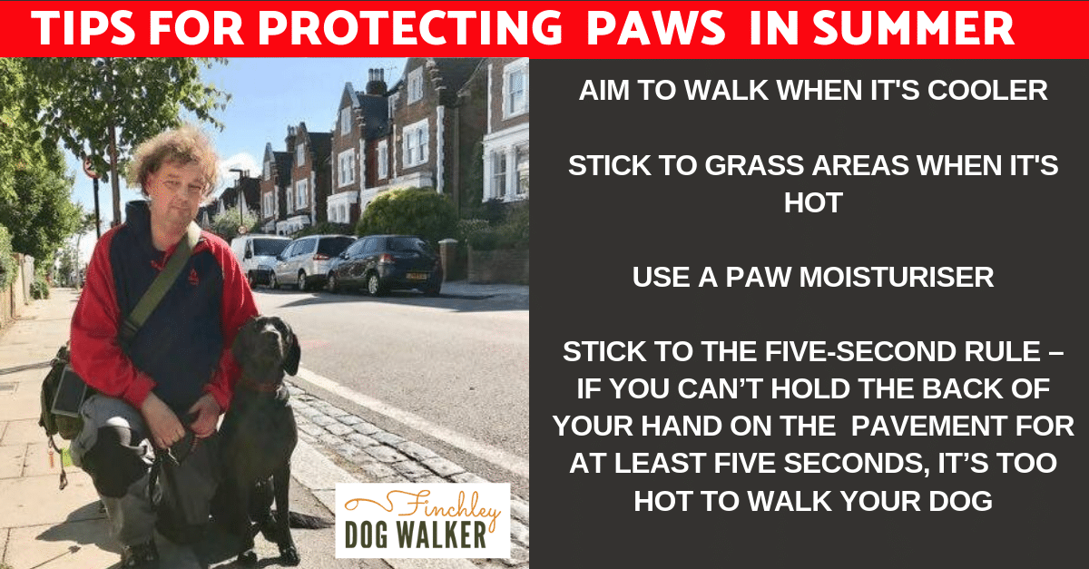 Why Does My Dog Lick The Pavement