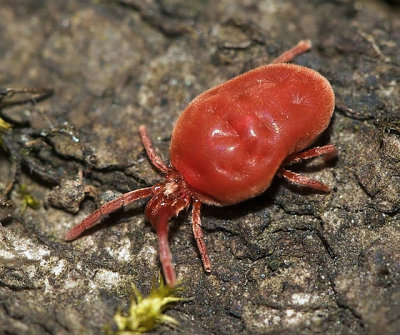 harvest-mite Harvest Mites