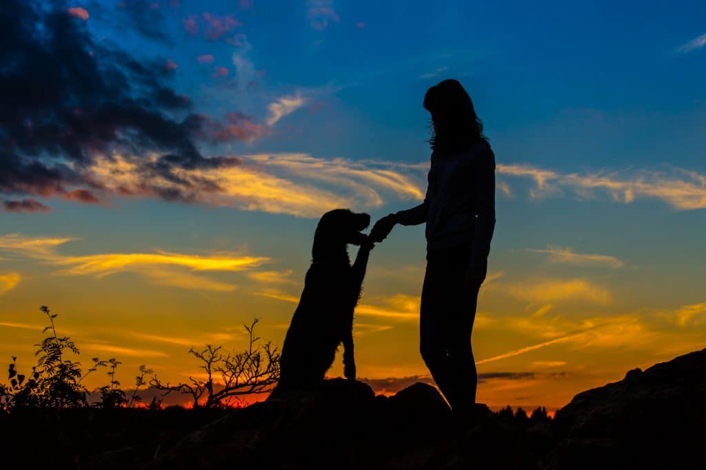 Depositphotos_122327902_L-1024x682 Nighttime Dog Walking