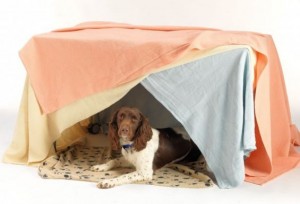 Building-a-Safe-Den-for-your-Dog-for-Bonfire-Night-300x204 DIY Dog Dens