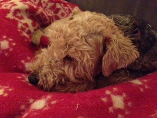 photo-2 The Growing Concern of Overweight Dogs