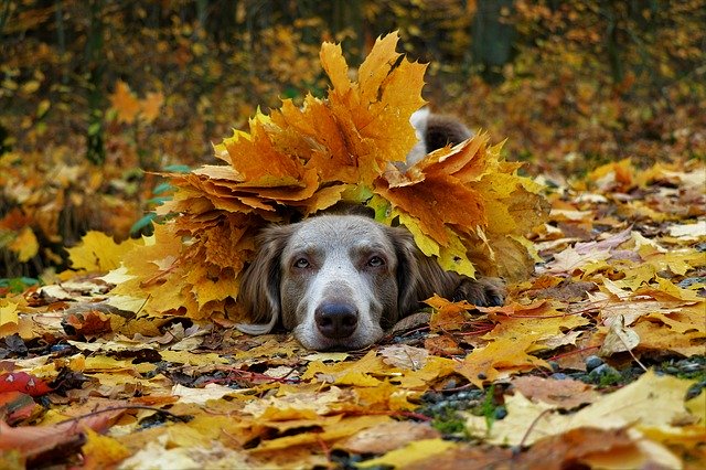 weimaraner-3806655_640 Autumn Dangers to Your Dog