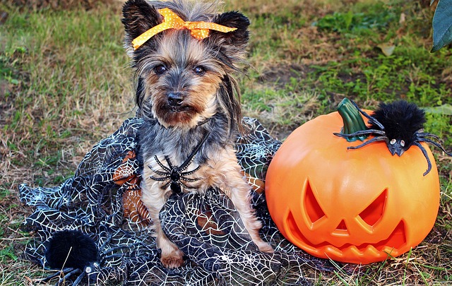yorkshire-terrier-3787767_640 Autumn Dangers to Your Dog