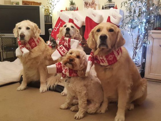 541596_10205278657910801_582808423476596431_n Christmas Dinner for Dogs