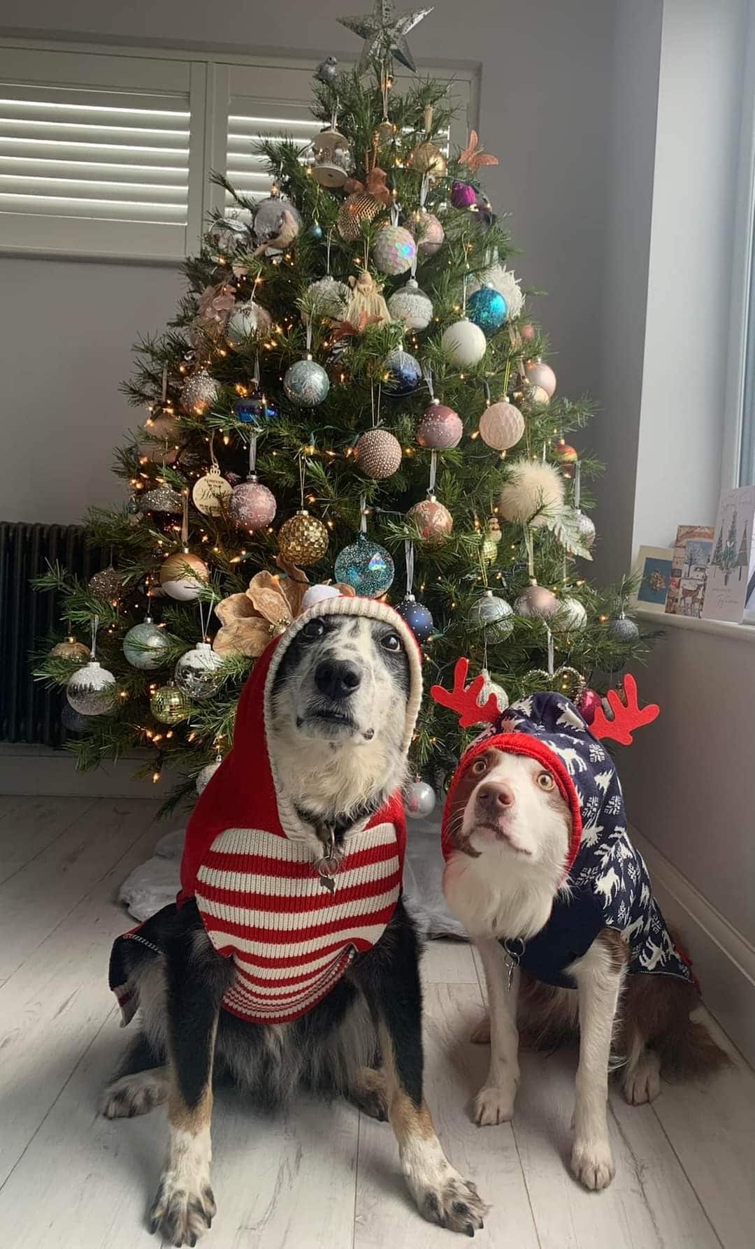 Are Pine Needles Harmful To Dogs