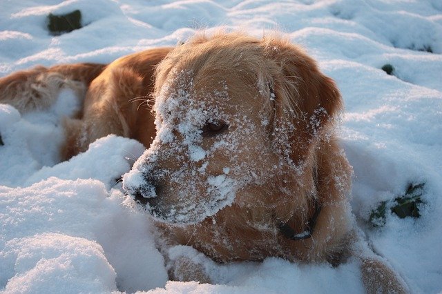 winter-995356_640 Winter Dog Walking - keep safe, keep warm.