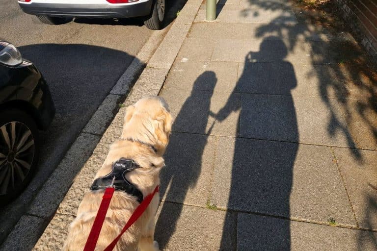 Dog walking with Del on a sunny pavement in Finchley