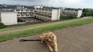  Solo Dog Walks v Group Dog Walks