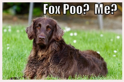 Animals211 Why do dogs like rolling in fox poo?