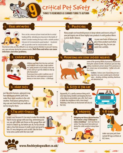 dog-safety-tips-finchley-dog1 Autumn Tips