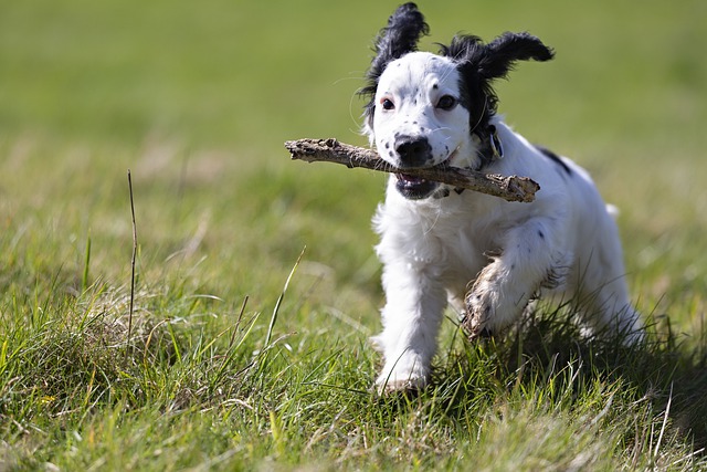 fetch-4957500_640 Sticks and the Dangers To Dogs