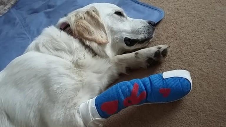 Cuts and Grazes in Dogs: First Aid and When to Call a Vet