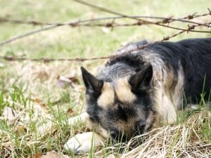 Depositphotos_149492294_s-2019-300x225 How to Help a Dog Caught in Barbed Wire