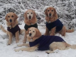snow-300x225-1 How the weather affects dog walks