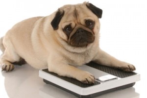 update-home-remedies-overweight-dogs-1-300x200 The Growing Concern of Overweight Dogs