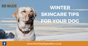 winter-skin-tips-dog-walker-300x157 Winter Skincare Tips for your Dog