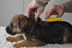 Pet_microchip Is your dog micro-chipped?