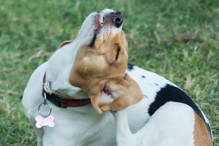 Dog Parasites Guide: Fleas, Ticks, Worms and Mites