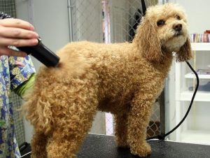 145154795-how-to-find-a-good-groome-632x475-300x226 How to Find a Good Dog Groomer