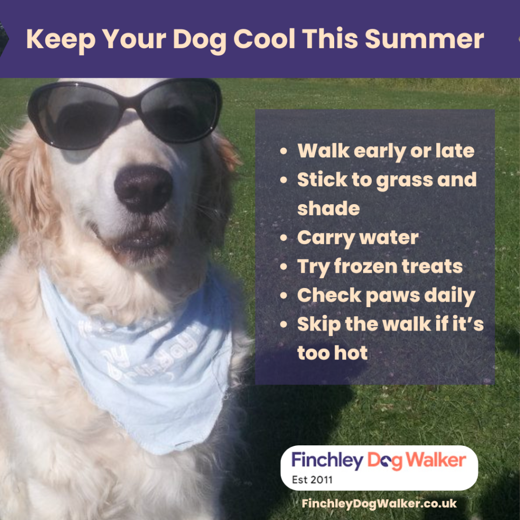 keep dogs cool in summer