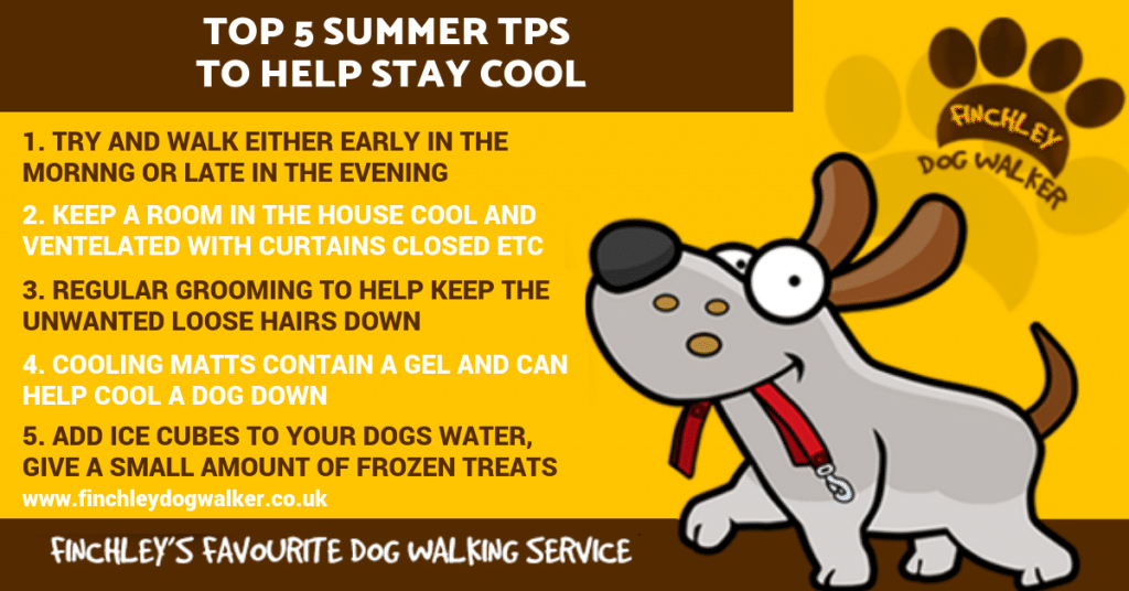 summer-infographic-1024x536 5 Tips to Keep A Dog Cool this summer