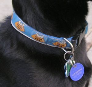 should you put name on dog tag