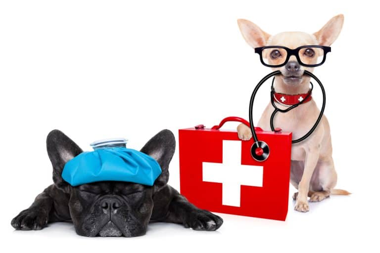 dog first aid kit essentials