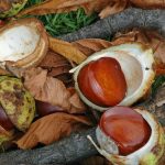 conkers-5253600_640-150x150 Be aware of the poison risk to dogs from Acorns and Conkers