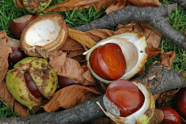 conkers and acorns poisonous to dogs