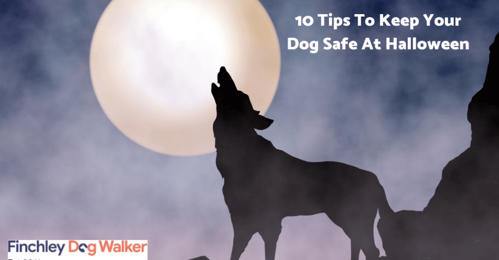 halloween-tips2-1024x535 10 Tips to Keep Your Dog Safe at  Halloween