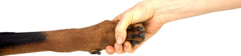 how to greet a dog for the first time