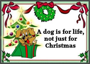 dog-for-christmas-300x214 A dog is for life – not just for Christmas!