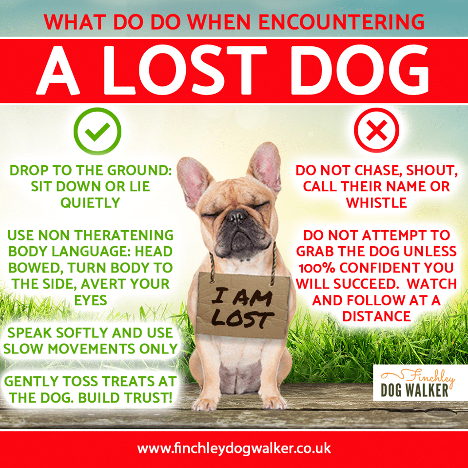 lost-dog-advice-finchley-dog-walker What to do if you find a lost dog