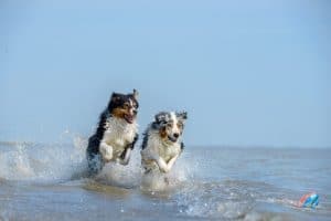 dogs-in-water-300x200 Bank Holiday Travelling with your dog